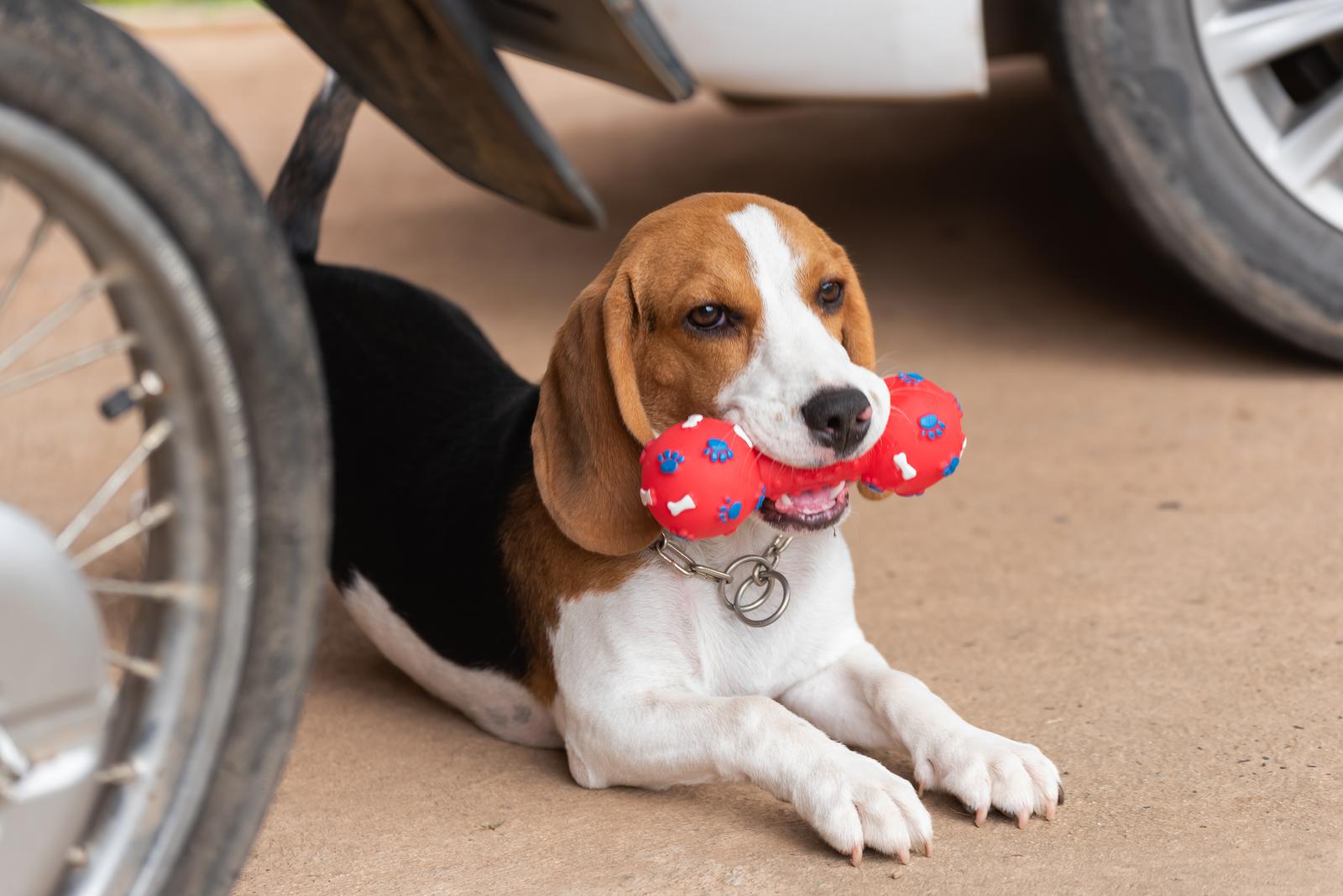 Beagle adopcja - jak się przygotować
