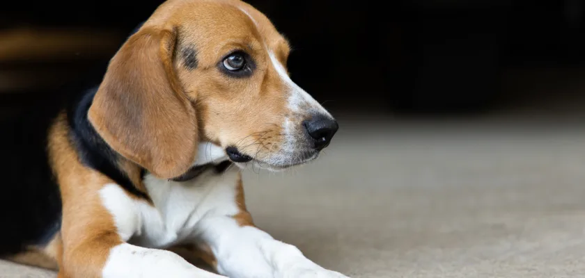 Beagle czyli pies do małego mieszkania