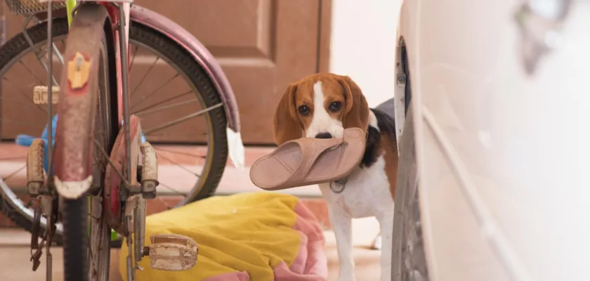 Myśliwski Beagle - rola psa w polowaniach