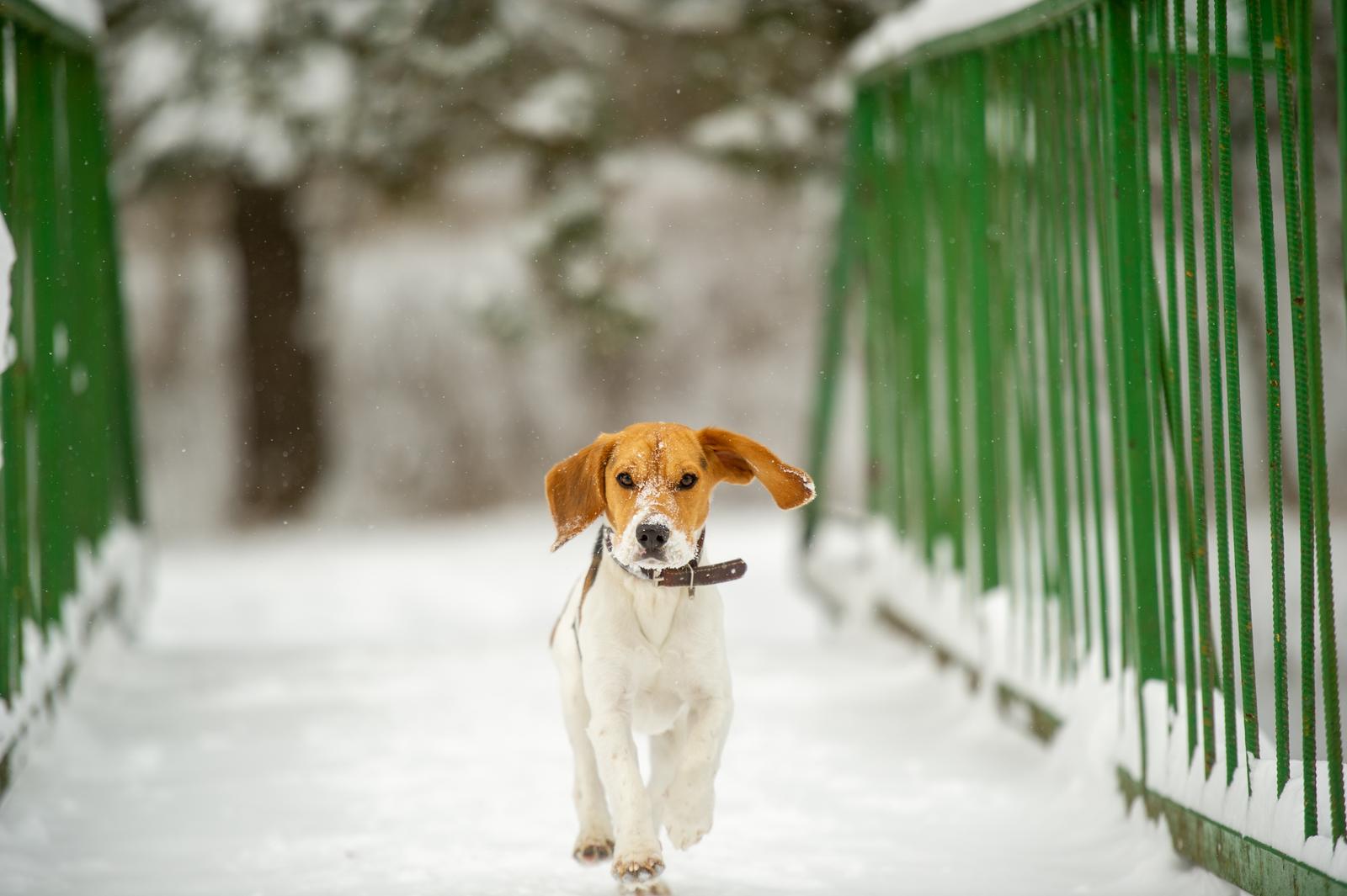 Pies beagle ile kosztuje – na co zwrócić uwagę przed zakupem