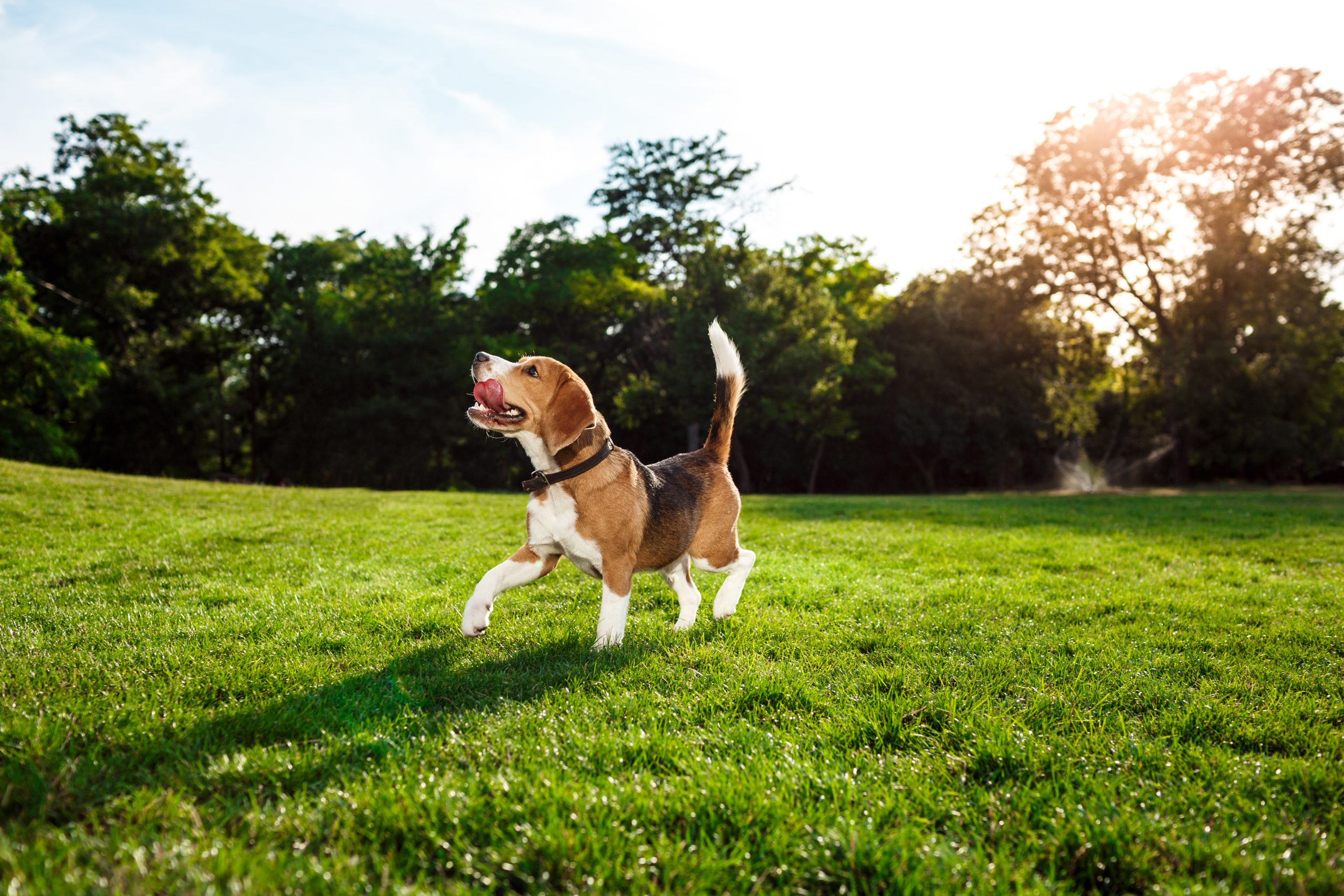 Pies rasy Beagle do dużego domu – tak czy nie