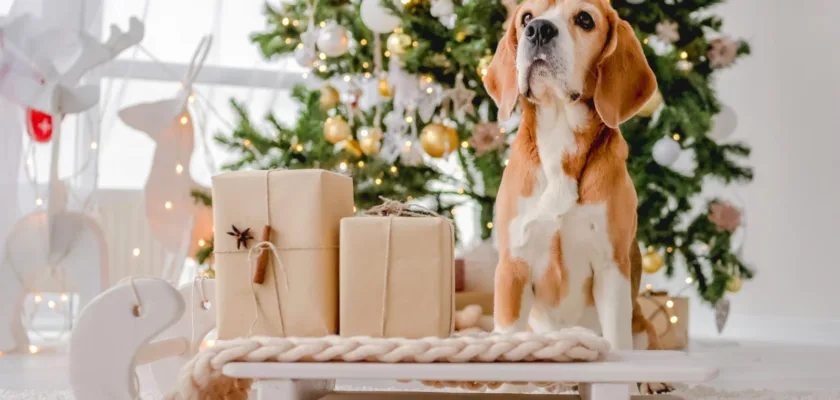 Pies rasy Beagle - jakie zabawki wybrać