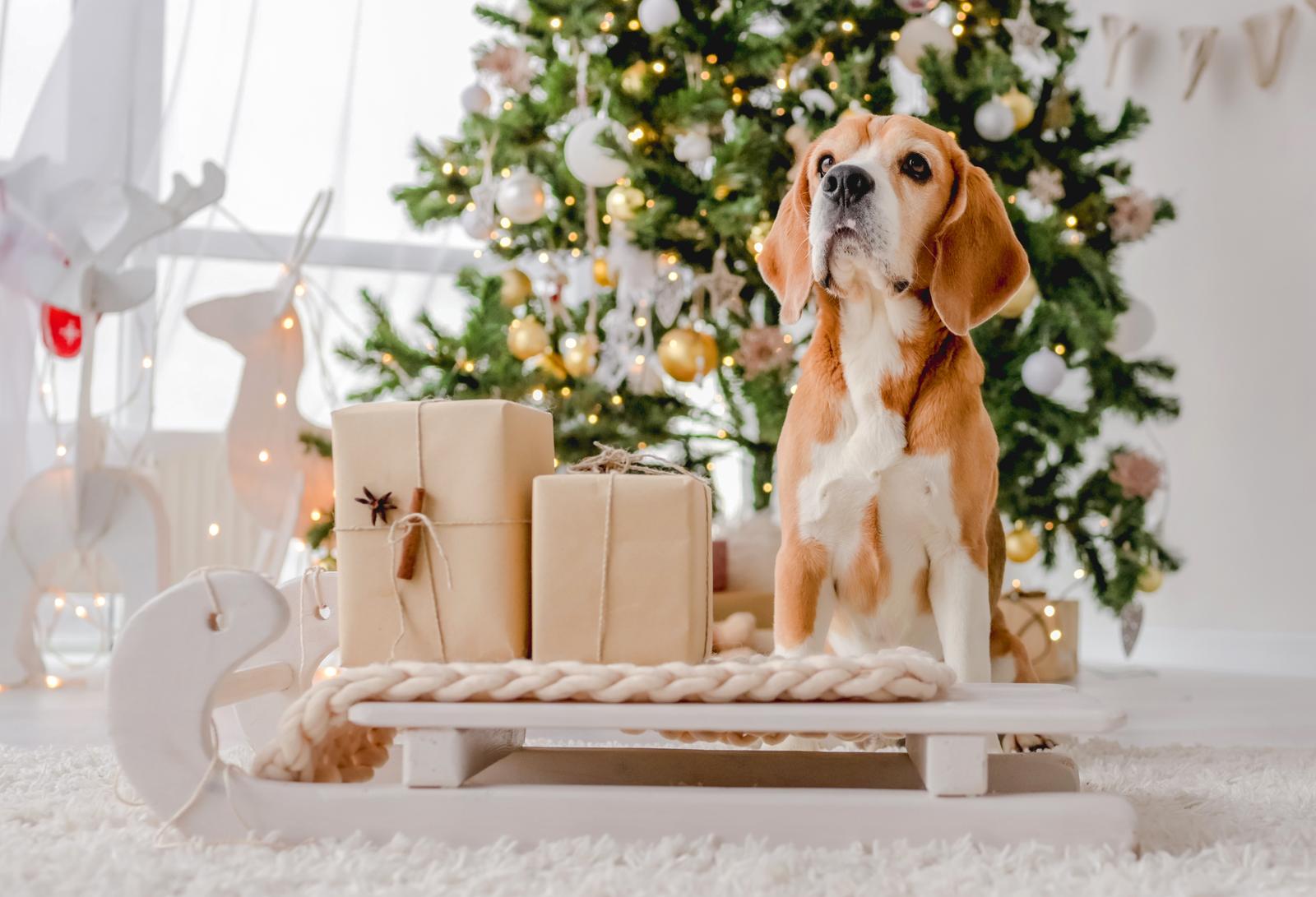 Pies rasy Beagle – jakie zabawki wybrać