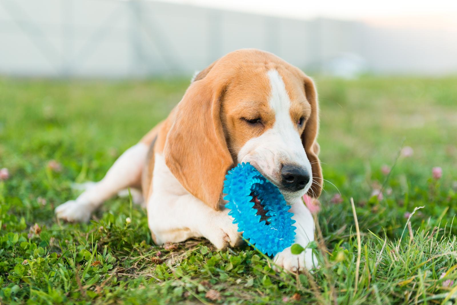 Pies rasy Beagle - kolory umaszczenia