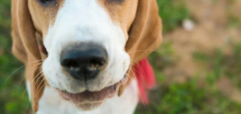 Pies rasy Beagle - o czym warto wiedzieć
