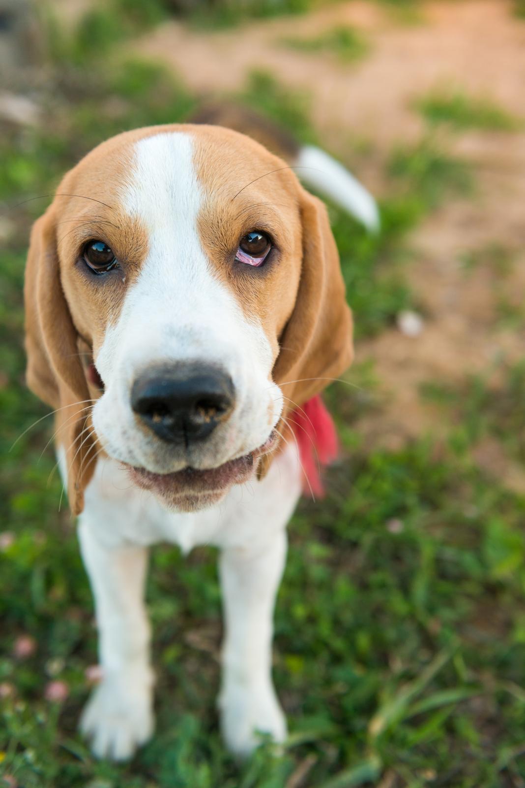 Pies rasy Beagle – o czym warto wiedzieć
