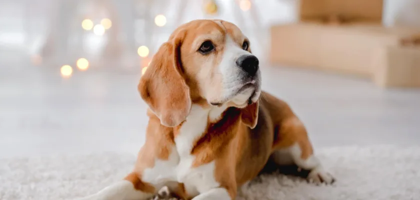 Pies rasy Beagle - tresura