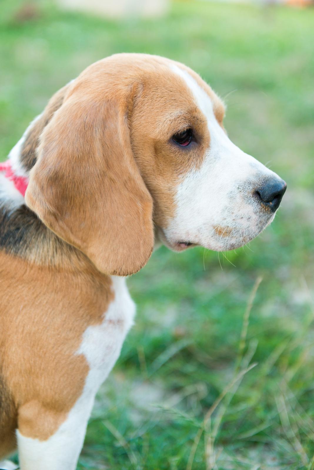 Pies rasy Beagle - wybór obroży