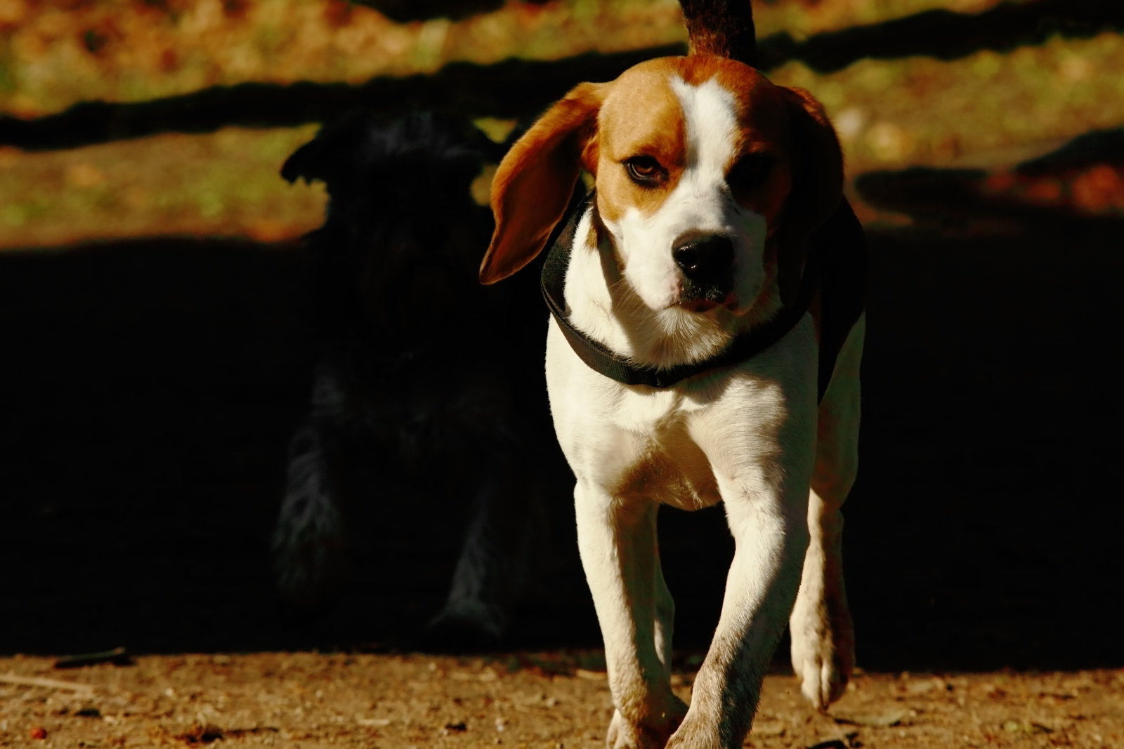 Uczulenie na sierść psa rasy Beagle – jak sobie radzić