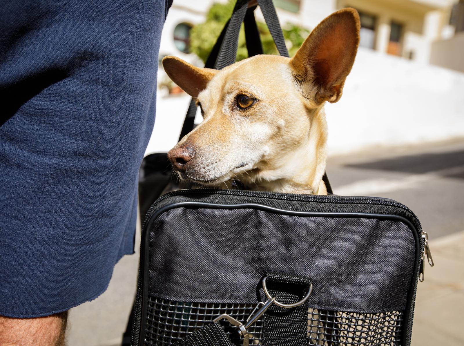Pies w samochodzie na kolanach- Travelers radzi jak przygotować się do lotu!