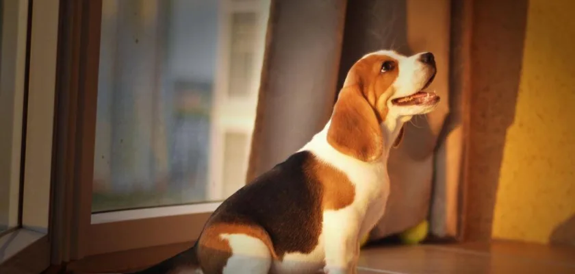Jak urządzić mieszkanie z myślą o Beagle?