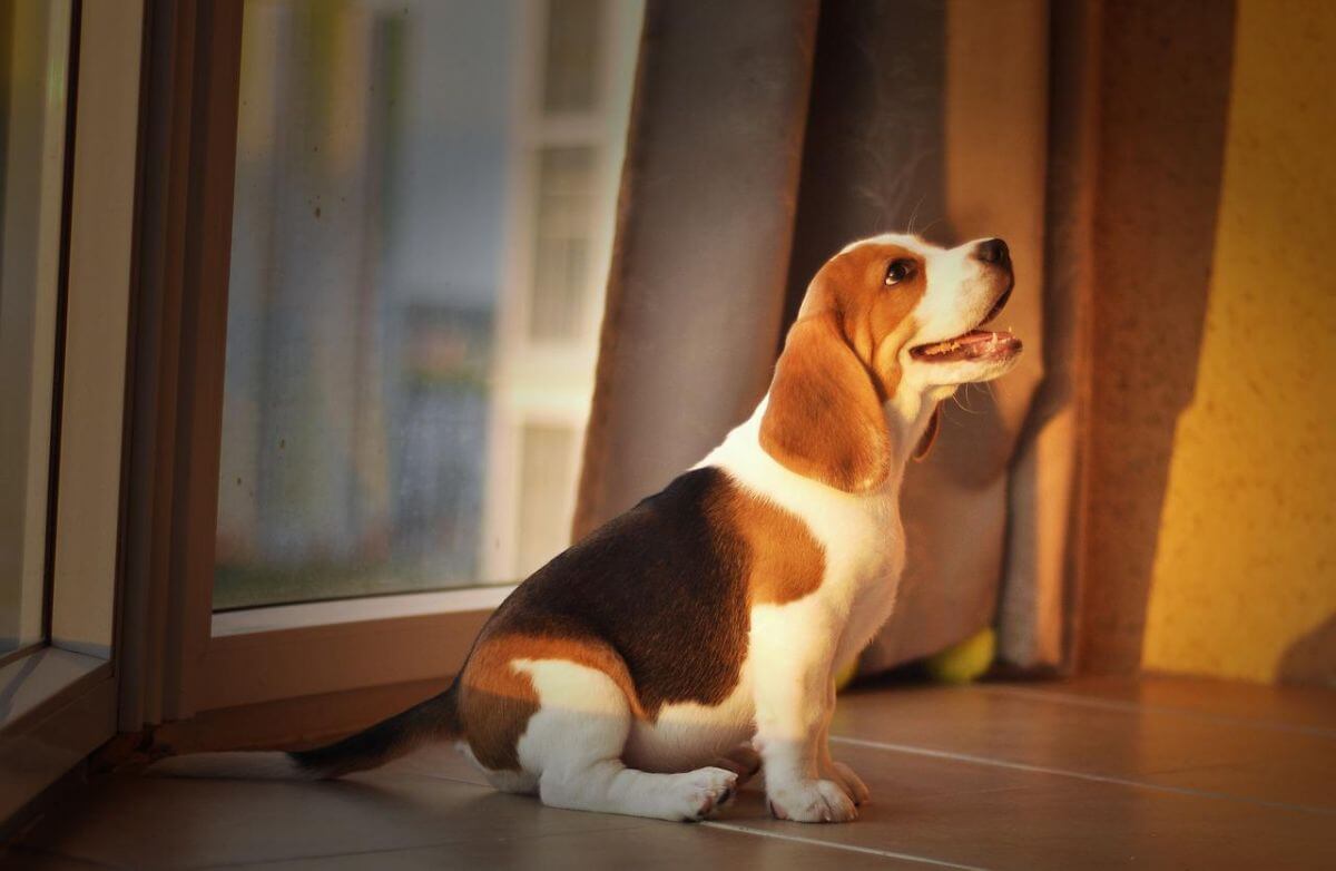 Jak urządzić mieszkanie z myślą o Beagle?