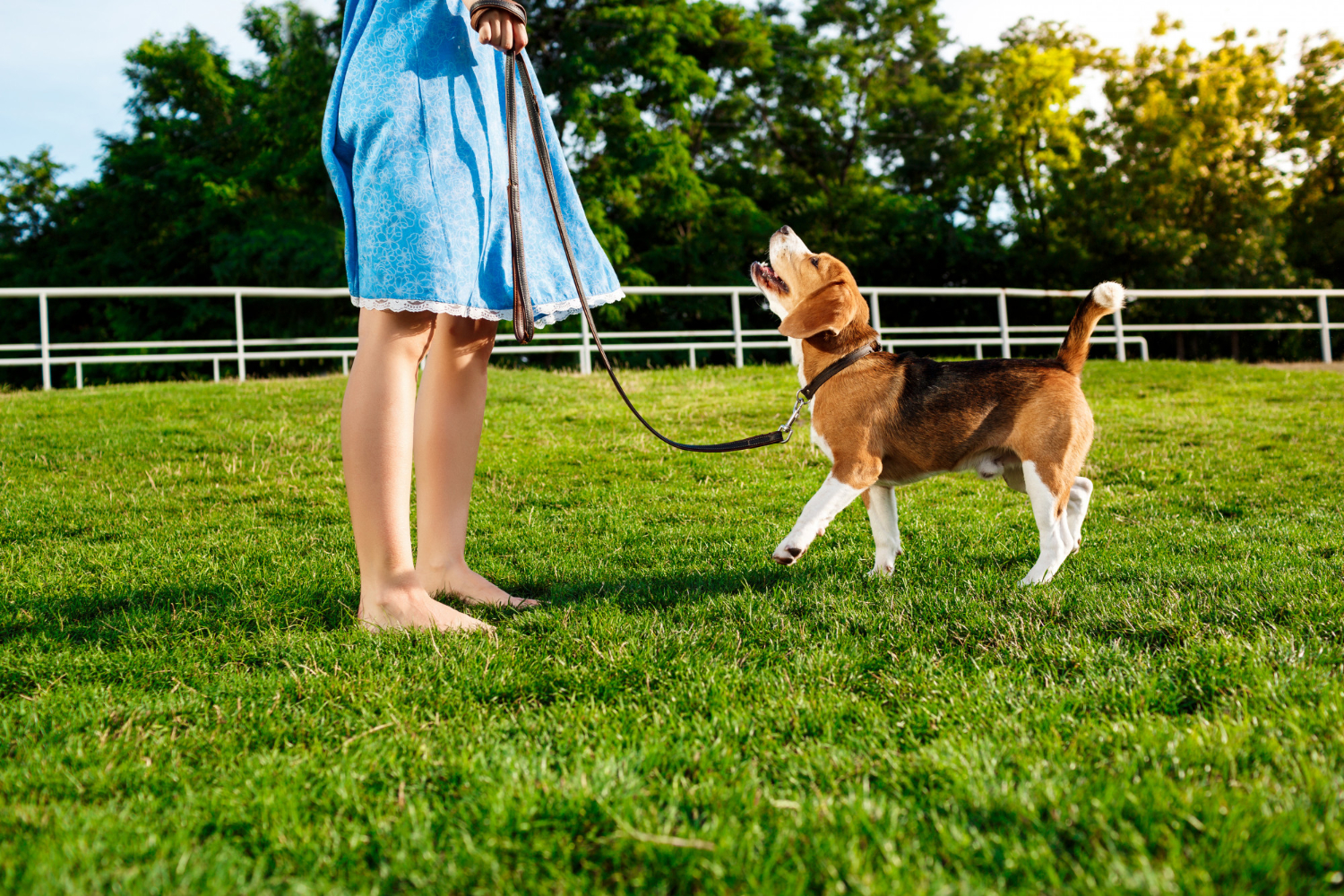 Czy pies rasy Beagle jest agresywny?
