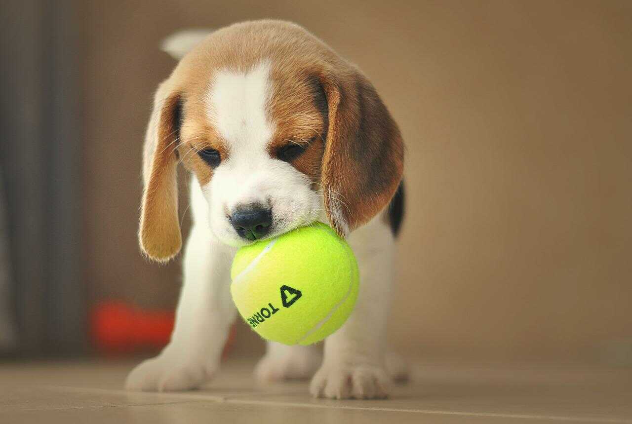 szczeniak rasy beagle
