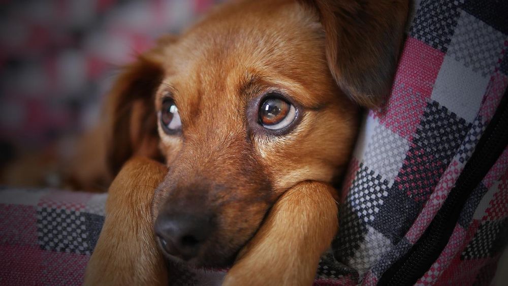 Pies z lękiem separacyjnym – jak ochronić mieszkanie?